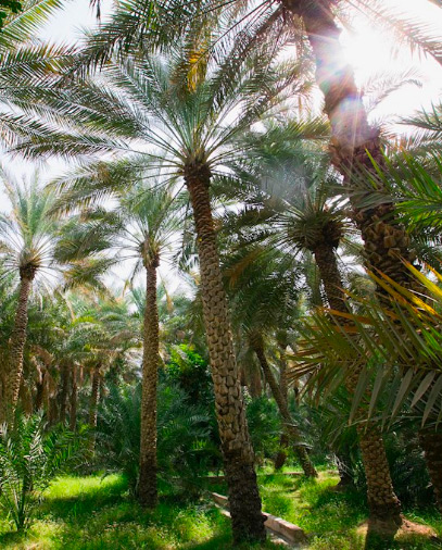 Al Ain Oases